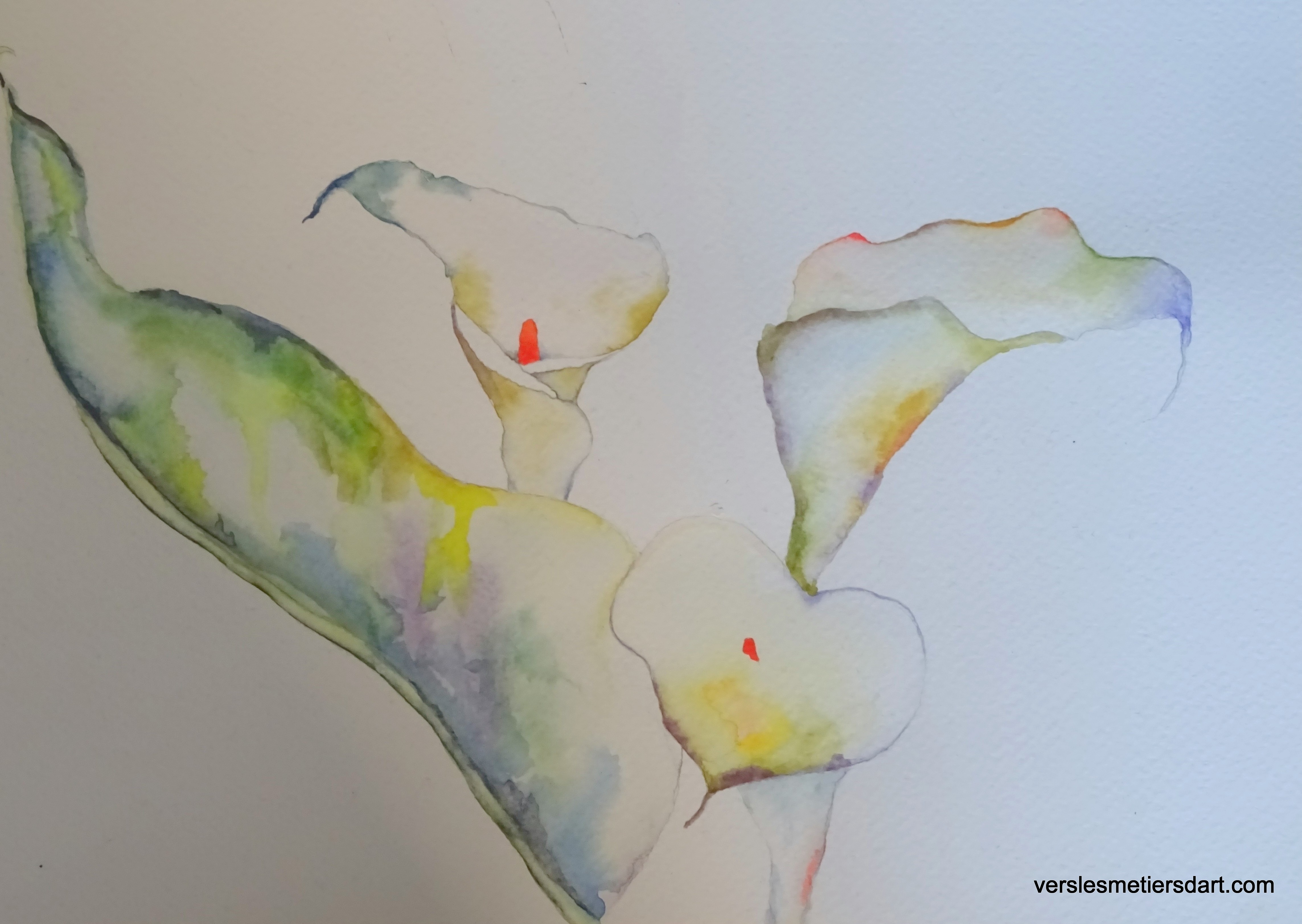 Arums et aquarelle